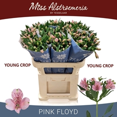 Alstroemeria Pink Floyd 75cm 55gr.