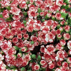 Dianthus Spray Minuetto 60cm