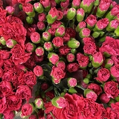 Dianthus Spray Pigeon 60cm
