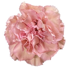 Dianthus Single Creola 70cm
