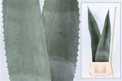 Agave Americana 90cm