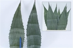 Agave Americana 45cm