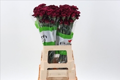 Dianthus Single Solar 70cm