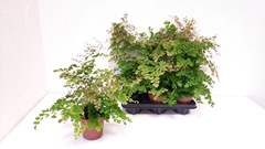 Adiantum Tenerum Scutum Roseum 12Ø 35cm