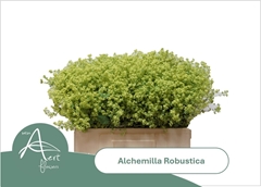 Alchemilla Mollis Robustica 55cm