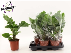 Alocasia Low Rider 17Ø 55cm