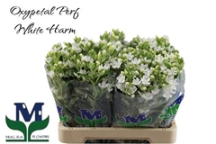 Oxypetalum Perfect White Harmony 60cm