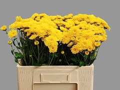 Chrysanth Spray Littleton Yellow 55cm 60gr.