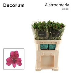 Alstroemeria Bikini 75cm 80gr.