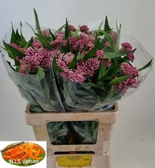 Asclepias Incarnata Soulmate 65cm
