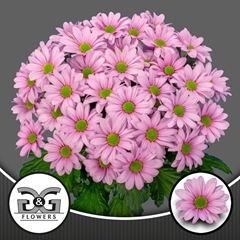Chrysanth Spray Ballerina's Pink 70cm 80gr.