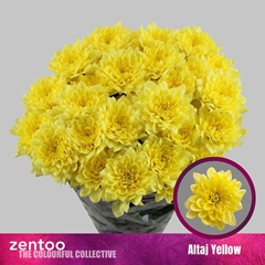 Chrysanth Spray Altaj Yellow 70cm 105gr.