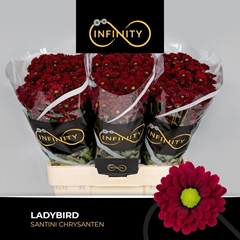Chrysanth Santini Ladybird 55cm 44gr.