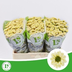 Chrysanth Santini Rossi Cream 55cm 44gr.