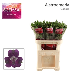 Alstroemeria Carline 75cm 55gr.