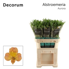 Alstroemeria Aurora 75cm 80gr.