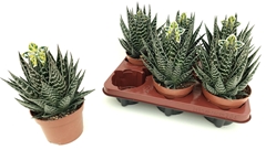Aloe Tiki Tahi 12Ø 23cm