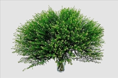 Lepidium Ruderale Green Bell 70cm