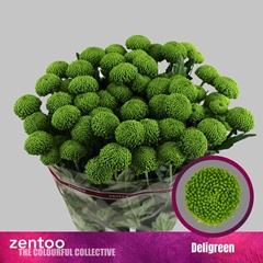Chrysanth Spray Deligreen 70cm 80gr.