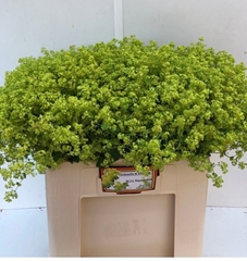 Alchemilla Mollis Robustica 55cm