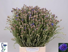 Centaurea Cyanus 45cm