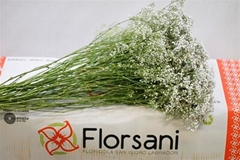 Gypsophila Elegans 85cm 40gr.