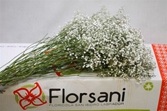 Gypsophila Paniculata Xlence 80cm 30gr.