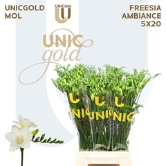 Freesia Single Ambiance 50cm 20gr.