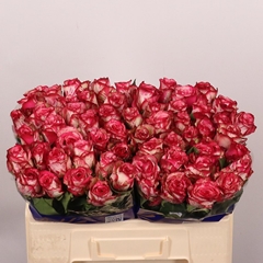 Rosa Barracuda 50cm