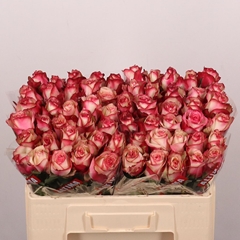 Rosa Paloma 50cm