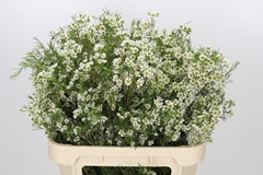 Chamelaucium Ofir 80cm 110gr.