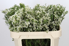 Chamelaucium Ofir 70cm 65gr.