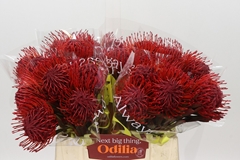 Leucospermum Painted Bordeaux 40cm