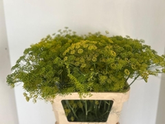 Anethum Graveolens 70cm