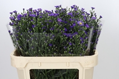 Aster Casamare 70cm 40gr.