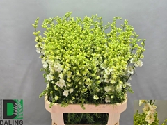 Consolida Regalis Qis White 90cm
