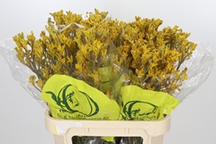 Anigozanthos Yellow Gem 80cm