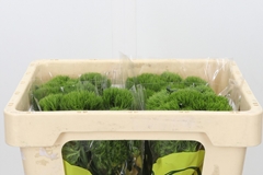 Dianthus Barb Kiwi Mellow 40cm