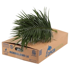 Phoenix Roebeleni Per Bunch 60cm