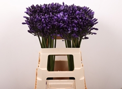 Agapanthus Everpanthus Poppin' Star 60cm