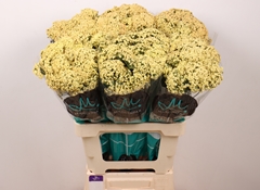 Achillea Neonglow Saffron 60cm