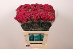 Achillea Neonglow Ember 60cm