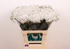 Achillea Neonglow Moon 60cm