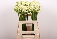 Agapanthus Gletsjer 60cm