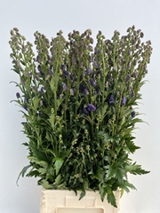 Aconitum Carmichaelii Arendsii 100cm