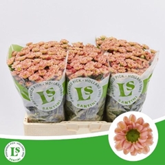 Chrysanth Santini Rossi Smokey 55cm 44gr.