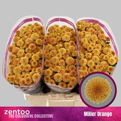 Chrysanth Santini Miller Orange 55cm 40gr.