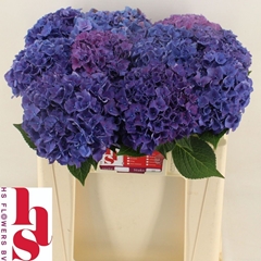 Hydrangea Rodeo Purple 50cm 14-16cm Hd
