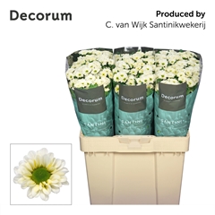 Chrysanth Santini Fabiani White 55cm 44gr.