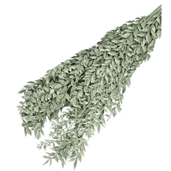Dried Flowers Ruscus 65cm 110g